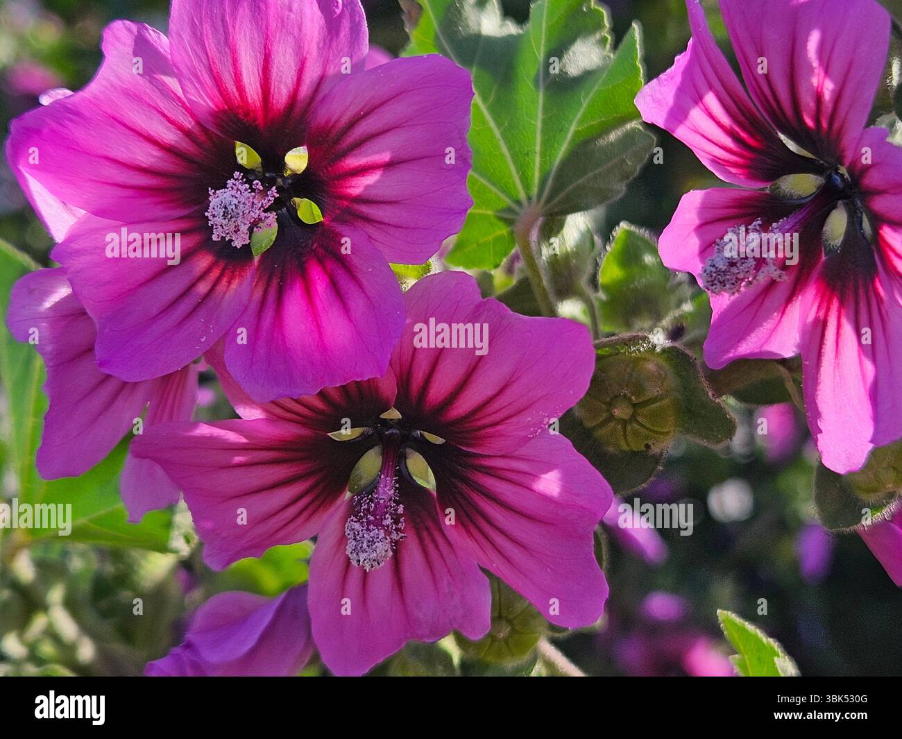 Flores simples da rua; Diversidade de flores; Culinária; praia; viagem e por do sol - Immagine stock catturata con smartphone