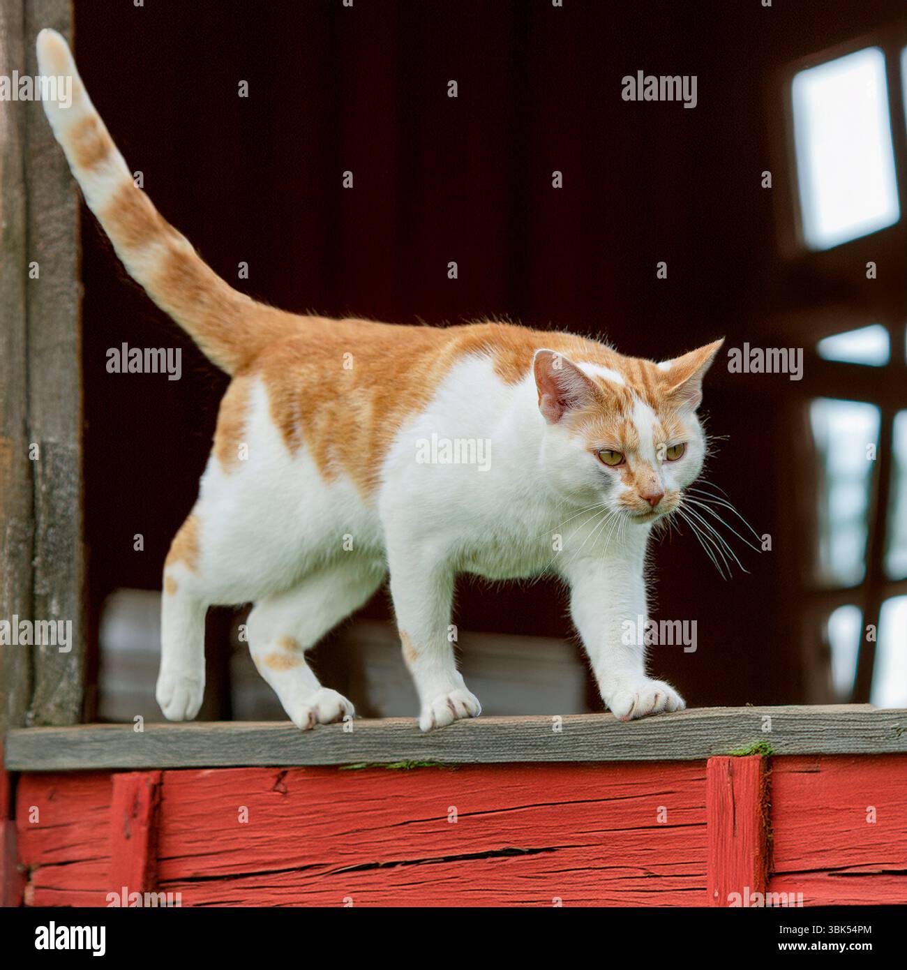 zenzero e gatto bianco su una porta stabile Foto Stock