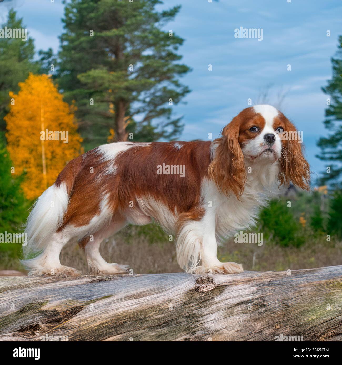re del cavaliere charles spaniel cane in piedi su un albero caduto in autunno Foto Stock