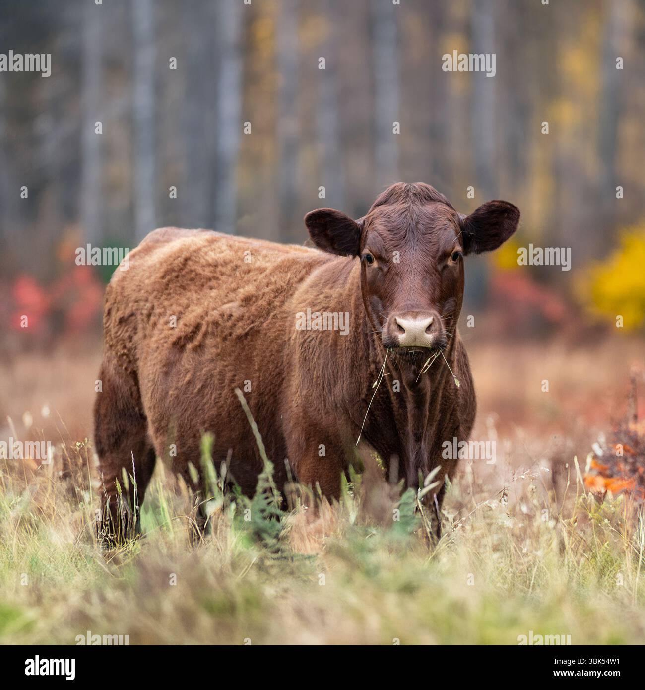 Mucca di manzo Devon in una fattoria Foto Stock