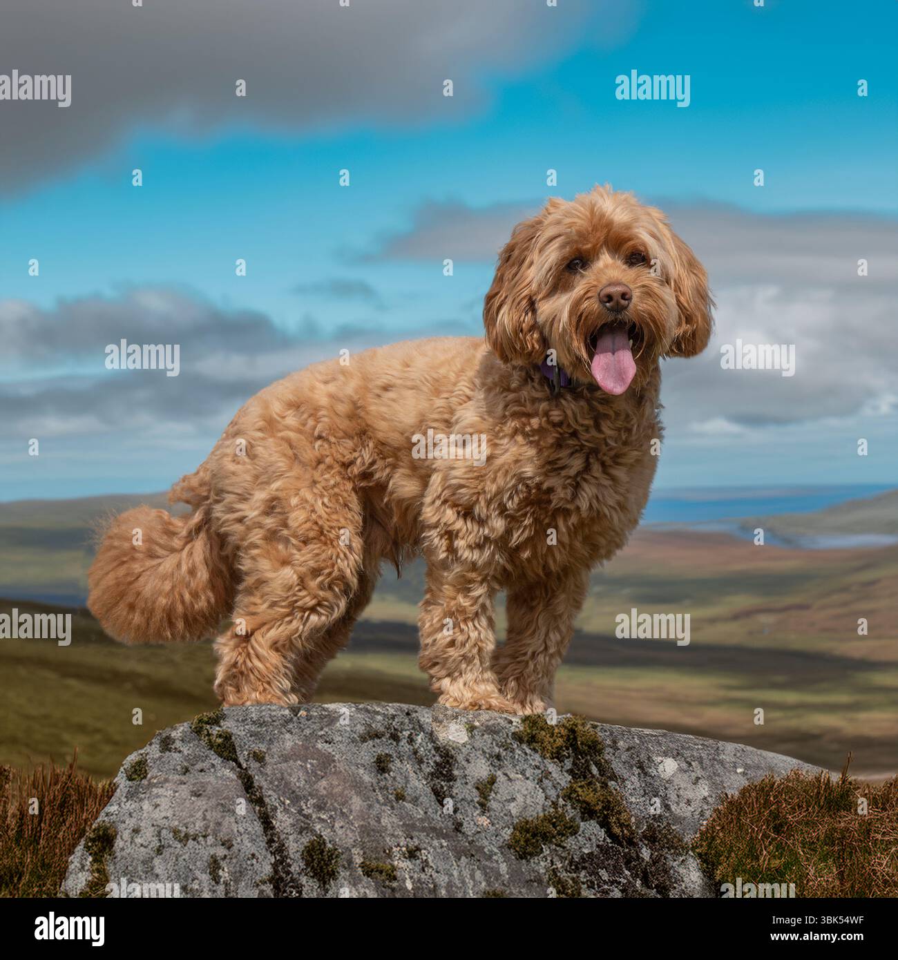 cockapoo in piedi su una roccia in collina Foto Stock