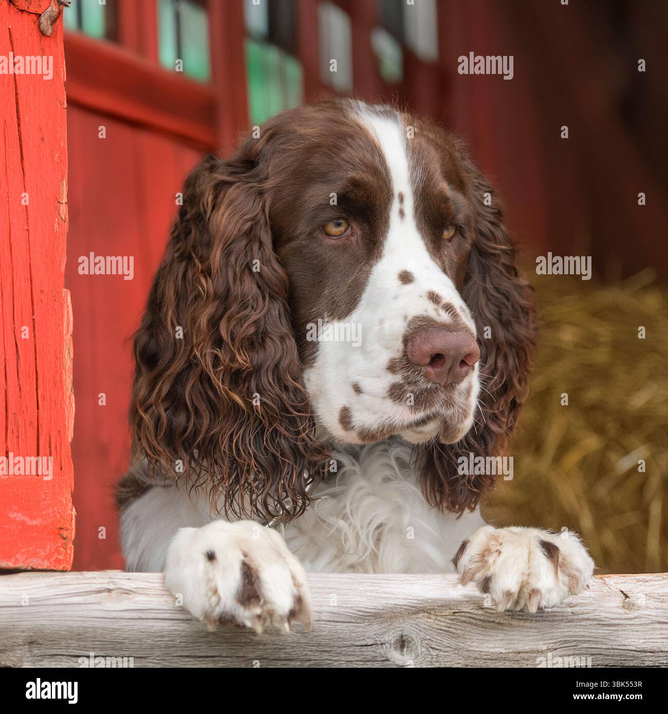 spaniel inglese springer che guarda fuori dalla porta di un fienile Foto Stock
