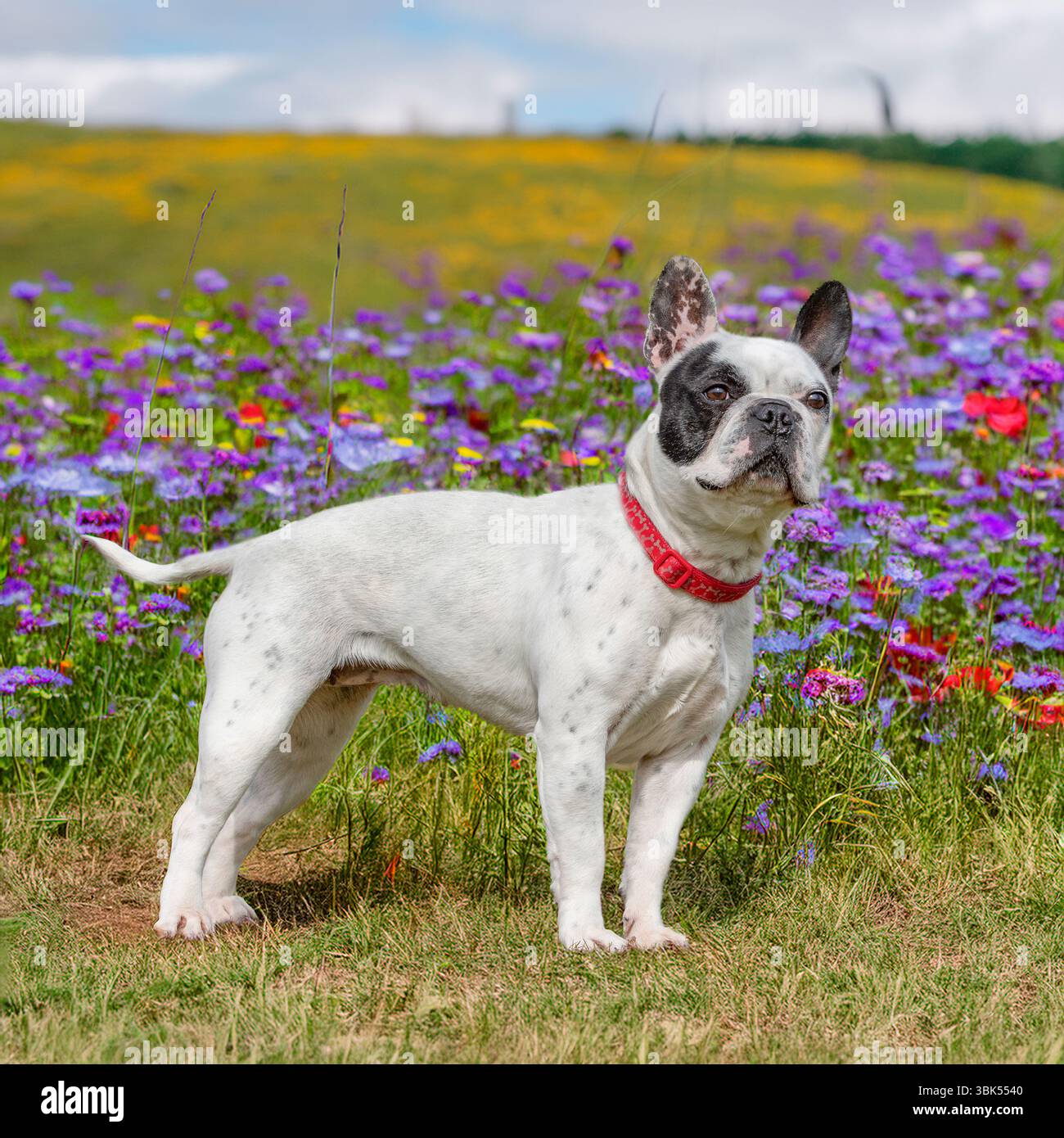bulldog francese in un prato fiorito Foto Stock
