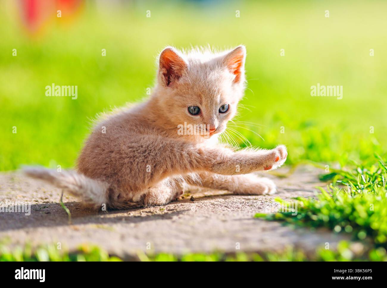 Simpatico gattino color crema che si arrotola e si cura del corpo in una giornata estiva soleggiata all'aperto. Foto Stock