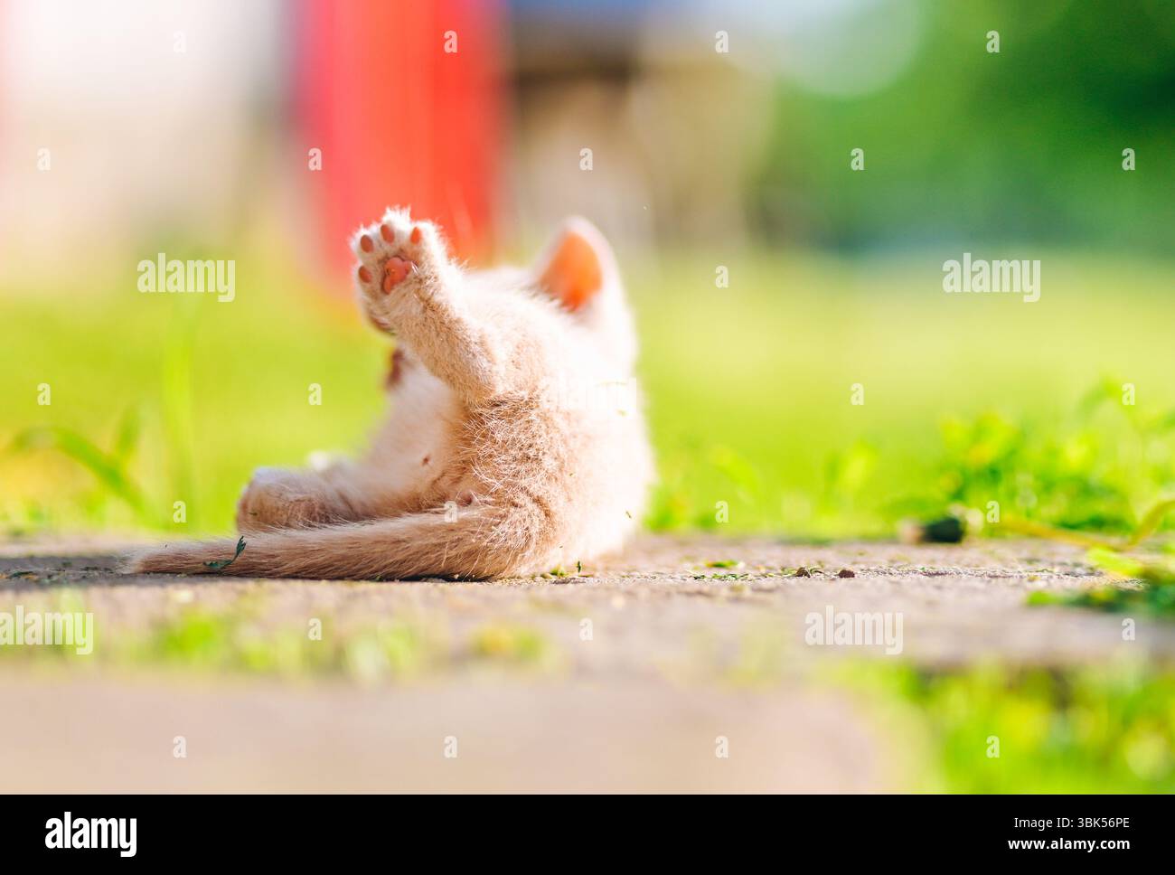 Simpatico gattino color crema che si arrotola e si cura del corpo in una giornata estiva soleggiata all'aperto. Foto Stock