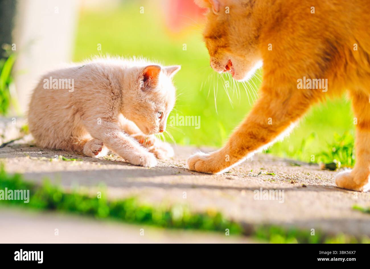 Un gatto di zenzero pulisce delicatamente il gattino panna su un sentiero illuminato dal sole. Un momento tenero e nutriente ideale per contenuti a tema familiare, cura degli animali domestici e store emotivo Foto Stock