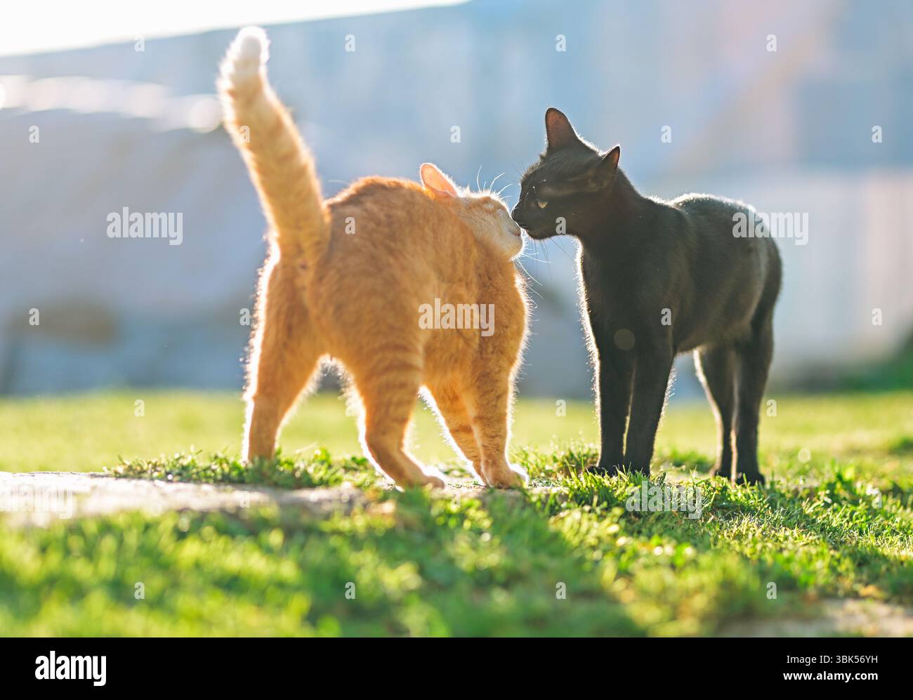 Un momento tenero tra un gatto nero e un gatto arancione che toccano il naso in una luce dorata. Ideale per contenuti su amicizia, connessione e animali domestici. Foto Stock