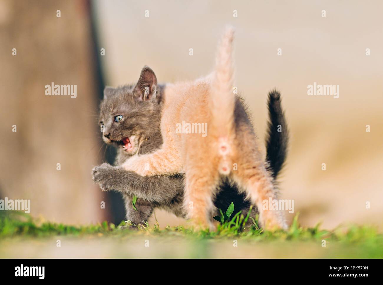 Un gattino color crema combatte un fratello grigio in un vivace momento di gioco. Ideale per contenuti che presentano energia, divertimento e comportamento animale Foto Stock