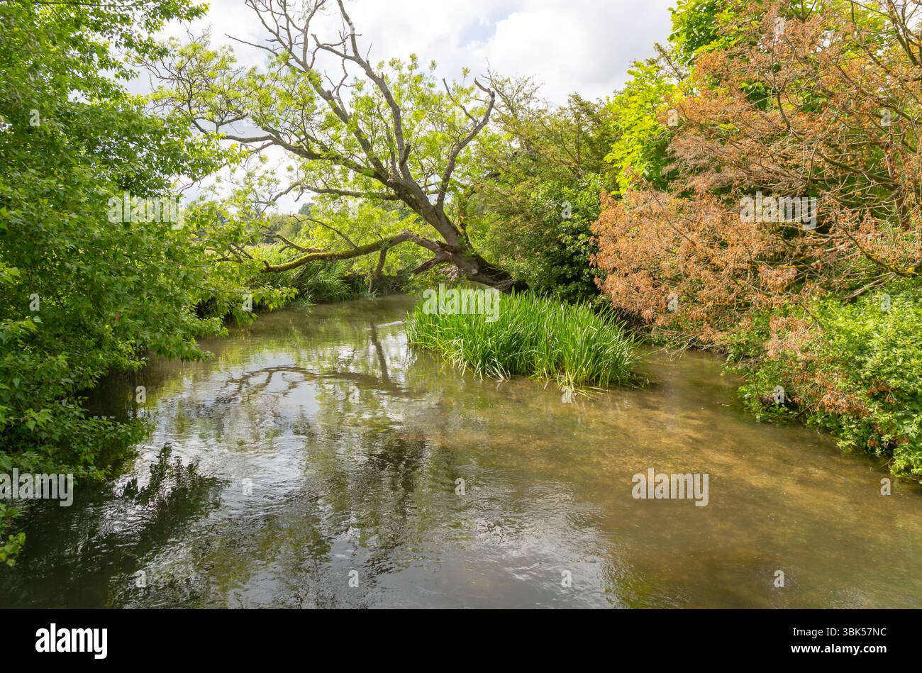 Fiume Avon affluente nei pressi di Harnham Water Meadows, Salisbury, Wiltshire, Inghilterra, Regno Unito Foto Stock
