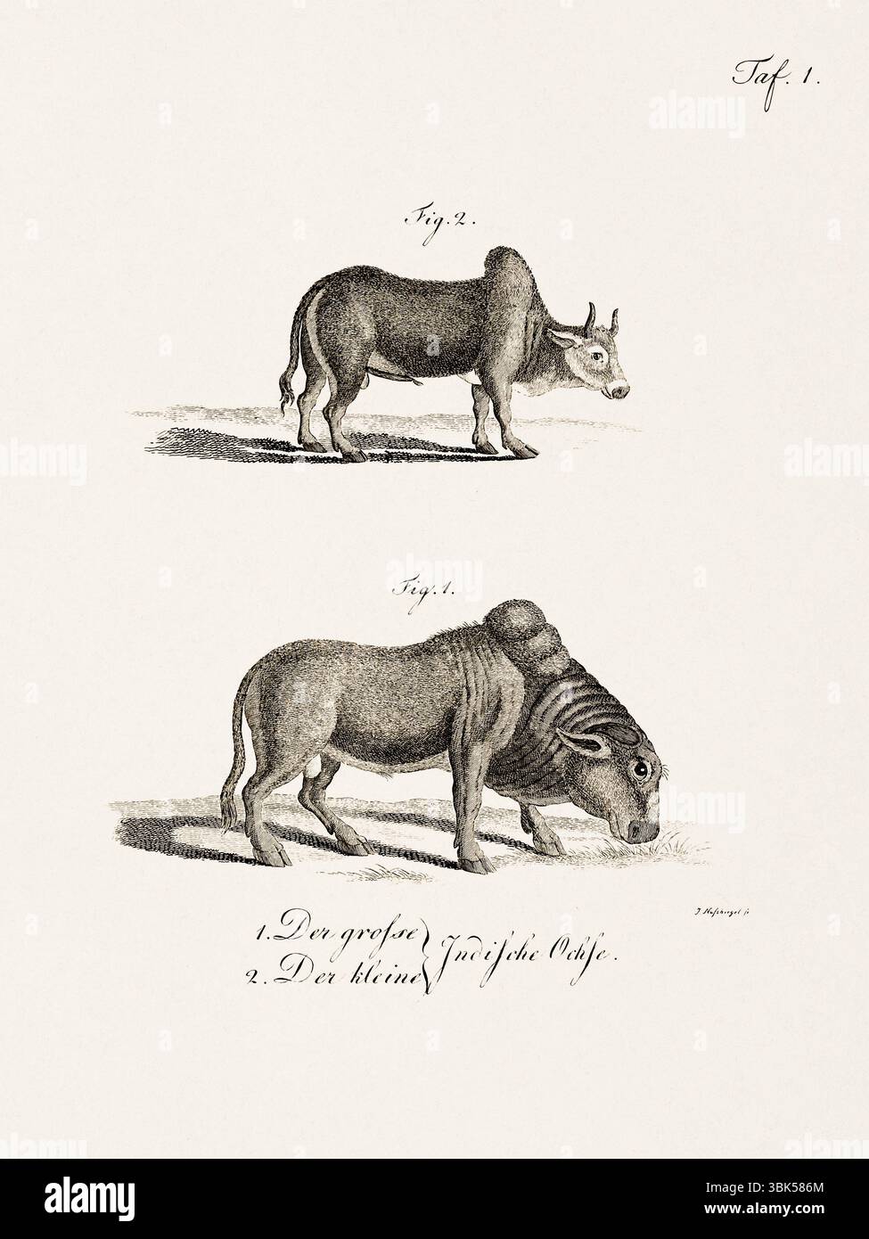 Antica illustrazione zoologica di un bue. Pubblicato in Germania, 1799. Dettagliata incisione di storia naturale del XVIII secolo. Foto Stock
