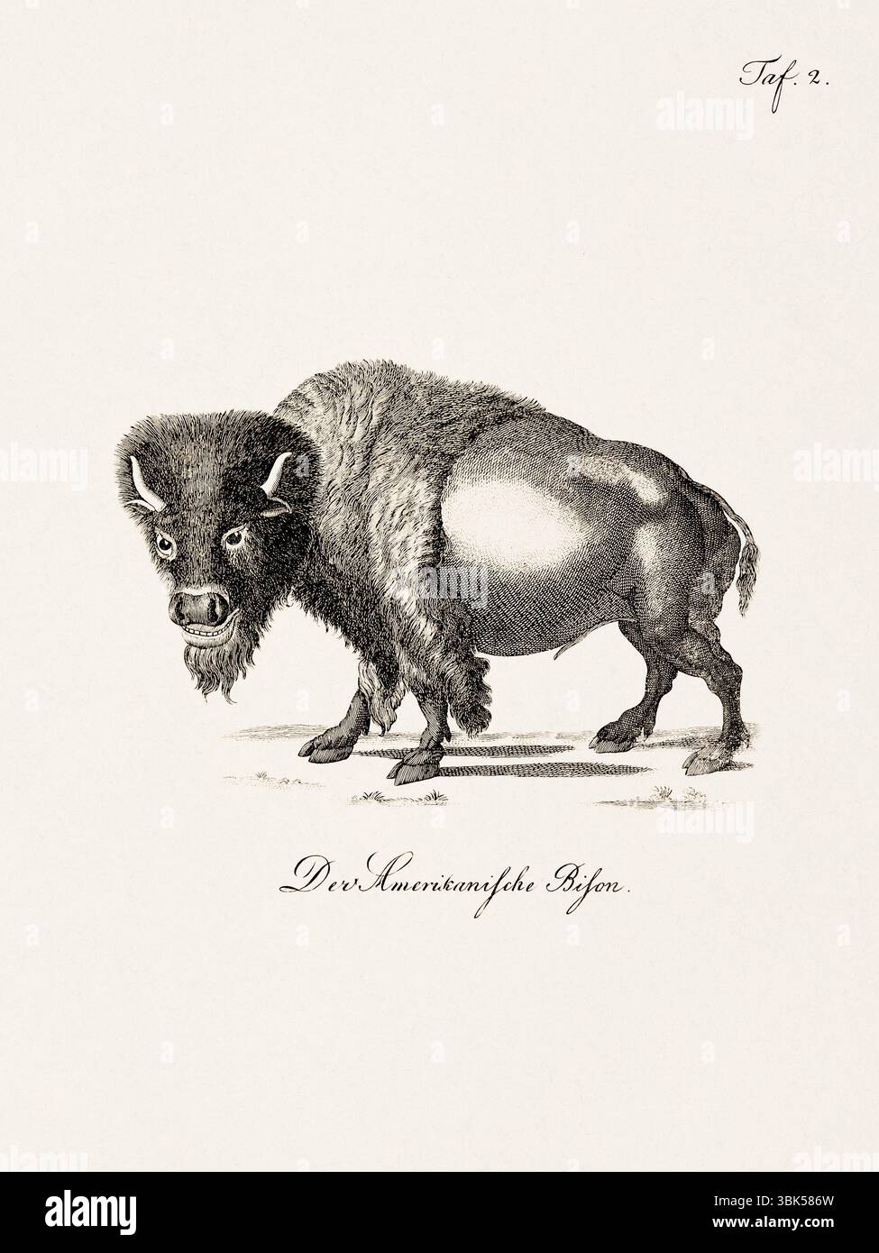 Antica illustrazione zoologica di un bisonte americano. Pubblicato in Germania, 1799. Dettagliata incisione di storia naturale del XVIII secolo. Foto Stock