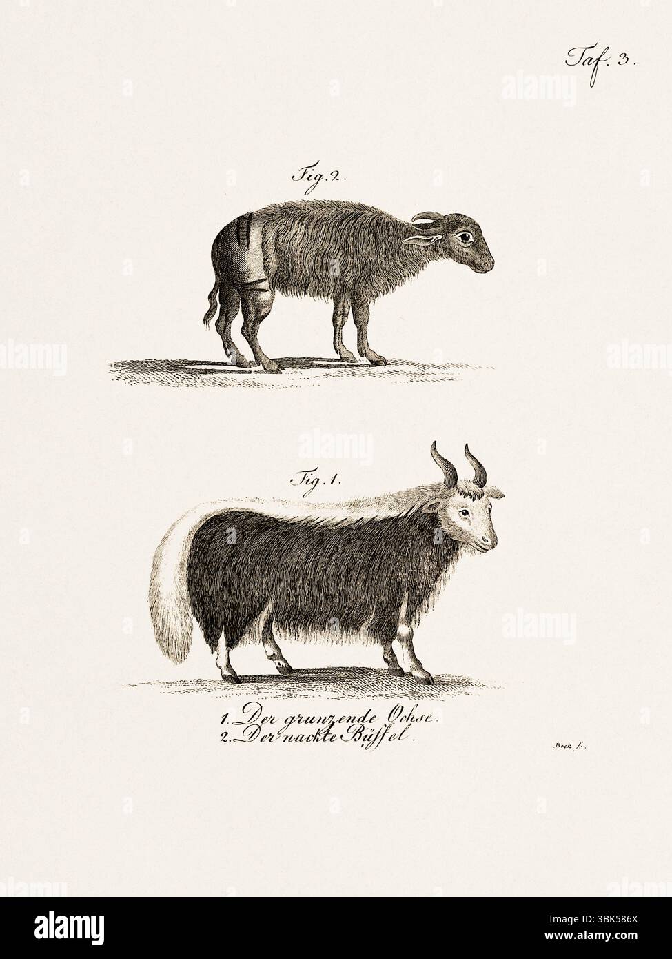 Antica illustrazione zoologica di un bue e di un bufalo. Pubblicato in Germania, 1799. Dettagliata incisione di storia naturale del XVIII secolo. Foto Stock