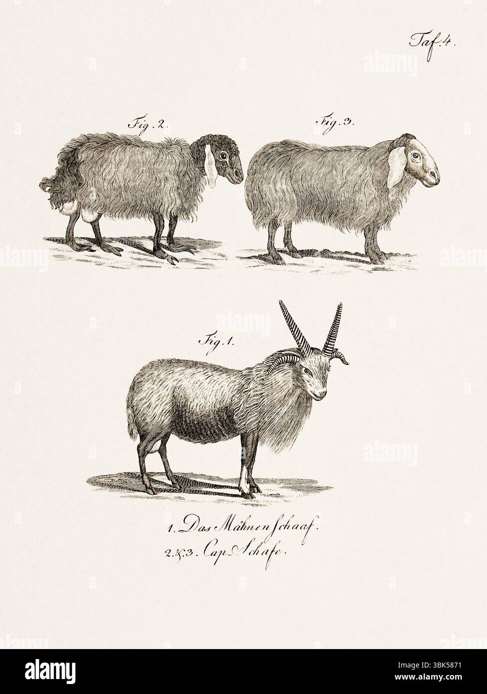 Antica illustrazione zoologica di una pecora barbaresca. Pubblicato in Germania, 1799. Dettagliata incisione di storia naturale del XVIII secolo. Foto Stock