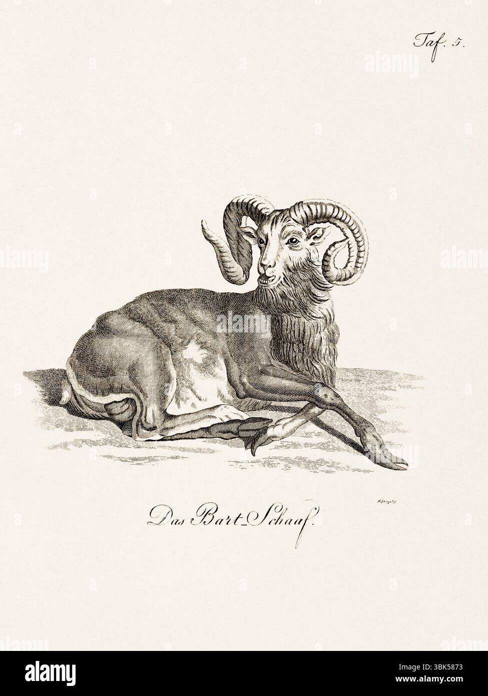 Antica illustrazione zoologica di una capra. Pubblicato in Germania, 1799. Dettagliata incisione di storia naturale del XVIII secolo. Foto Stock