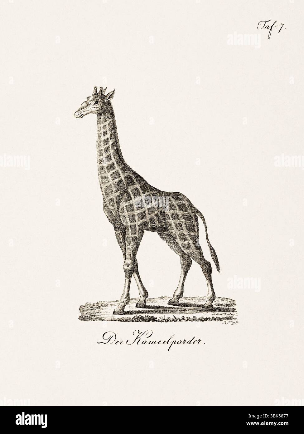 Antica illustrazione zoologica di una giraffa. Pubblicato in Germania, 1799. Dettagliata incisione di storia naturale del XVIII secolo. Foto Stock