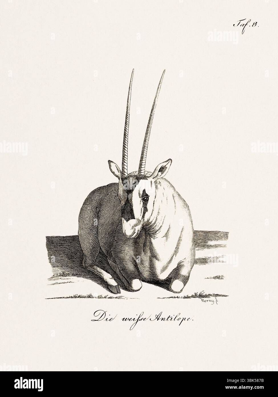 Antica illustrazione zoologica di un antilopo. Pubblicato in Germania, 1799. Dettagliata incisione di storia naturale del XVIII secolo. Foto Stock