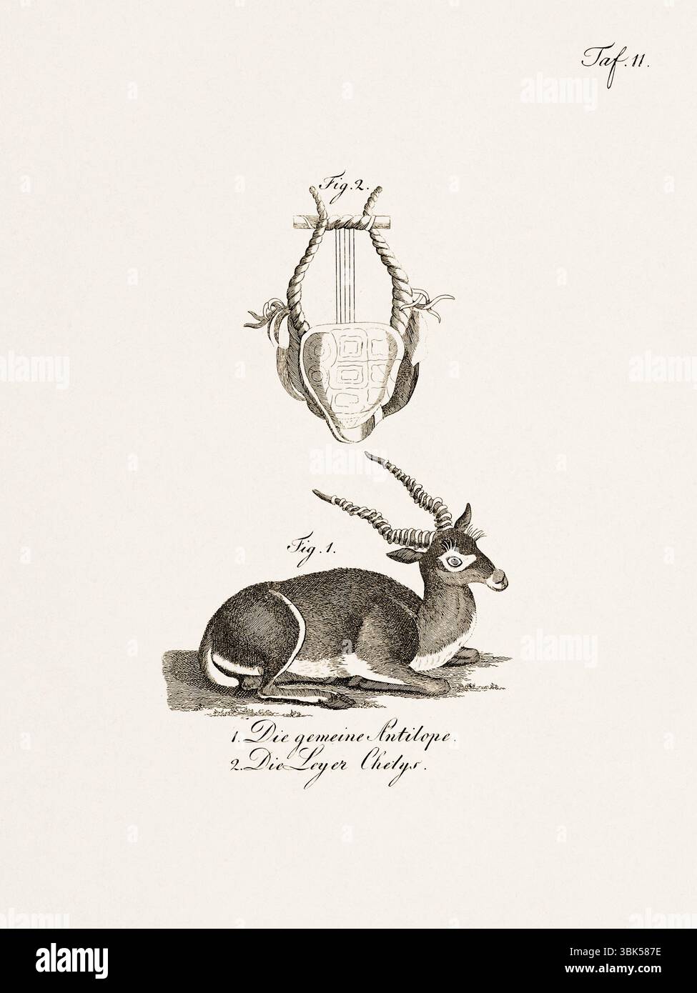 Antica illustrazione zoologica di un antilopo. Pubblicato in Germania, 1799. Dettagliata incisione di storia naturale del XVIII secolo. Foto Stock
