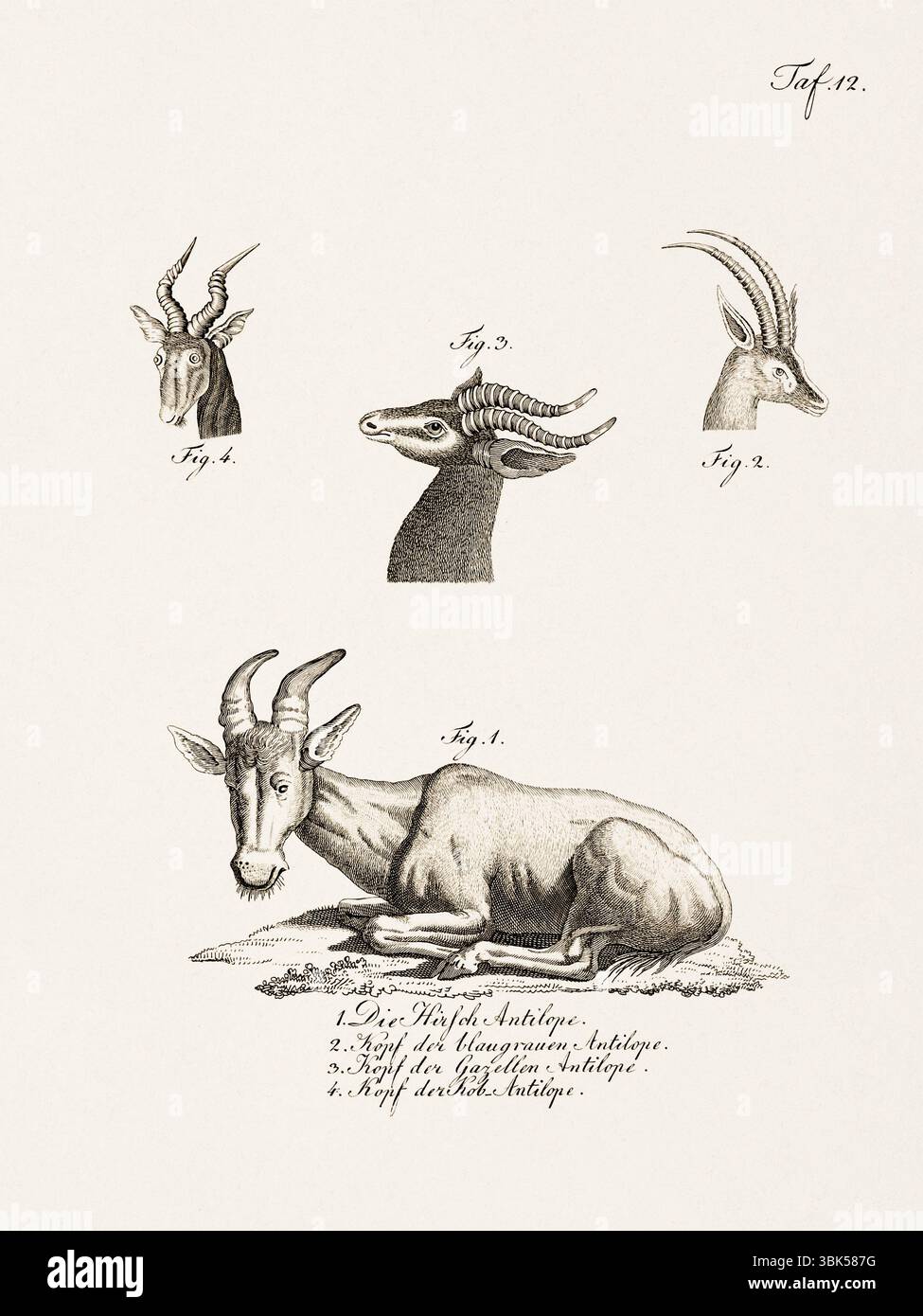 Antica illustrazione zoologica di antilopi. Pubblicato in Germania, 1799. Dettagliata incisione di storia naturale del XVIII secolo. Foto Stock