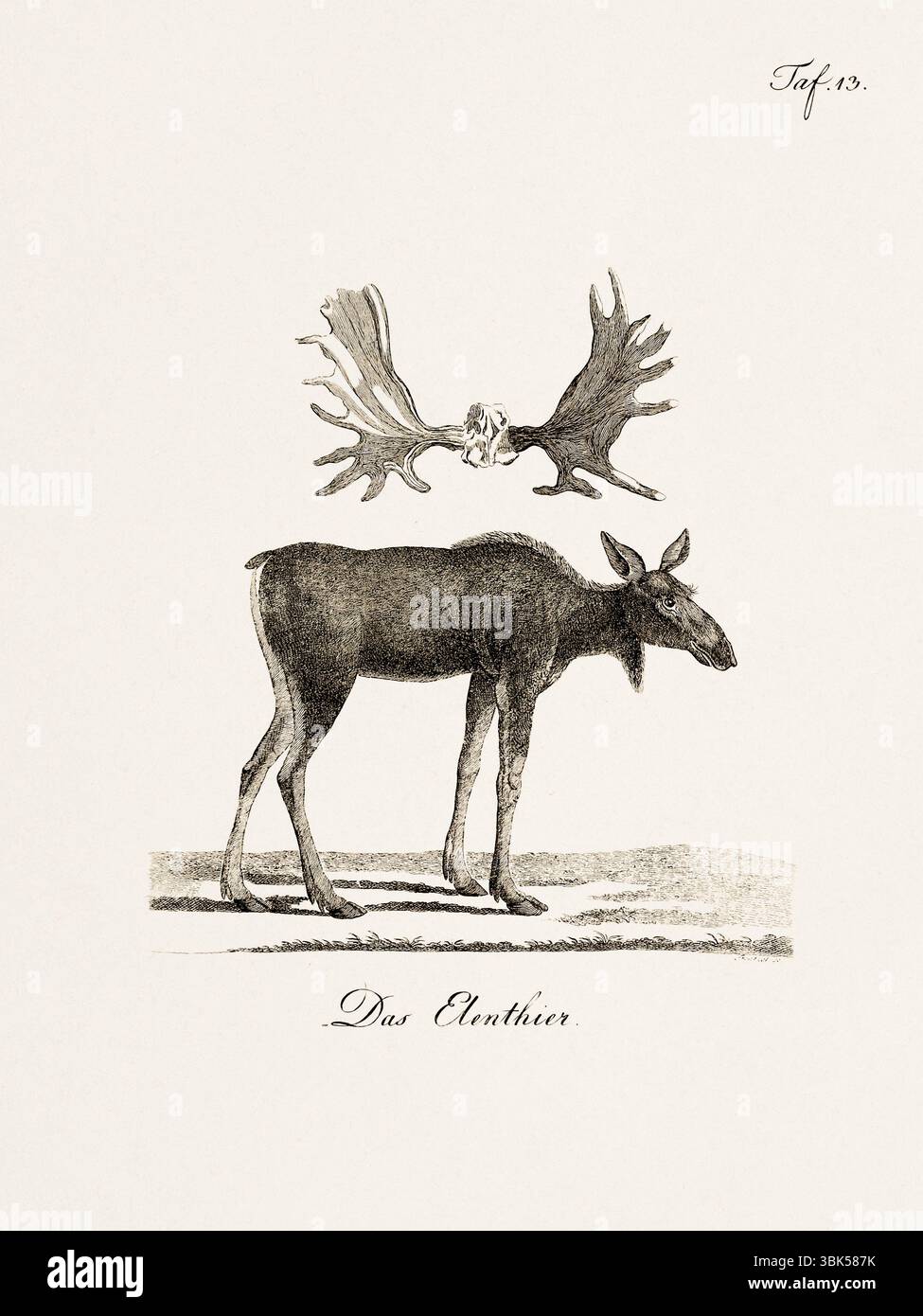 Antica illustrazione zoologica di un alce. Pubblicato in Germania, 1799. Dettagliata incisione di storia naturale del XVIII secolo. Foto Stock