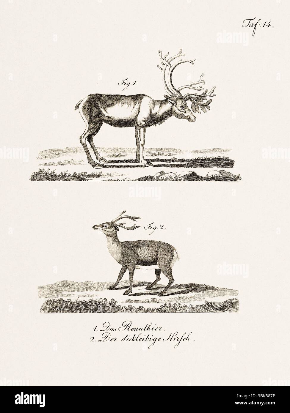 Antica illustrazione zoologica di un caribù. Pubblicato in Germania, 1799. Dettagliata incisione di storia naturale del XVIII secolo. Foto Stock