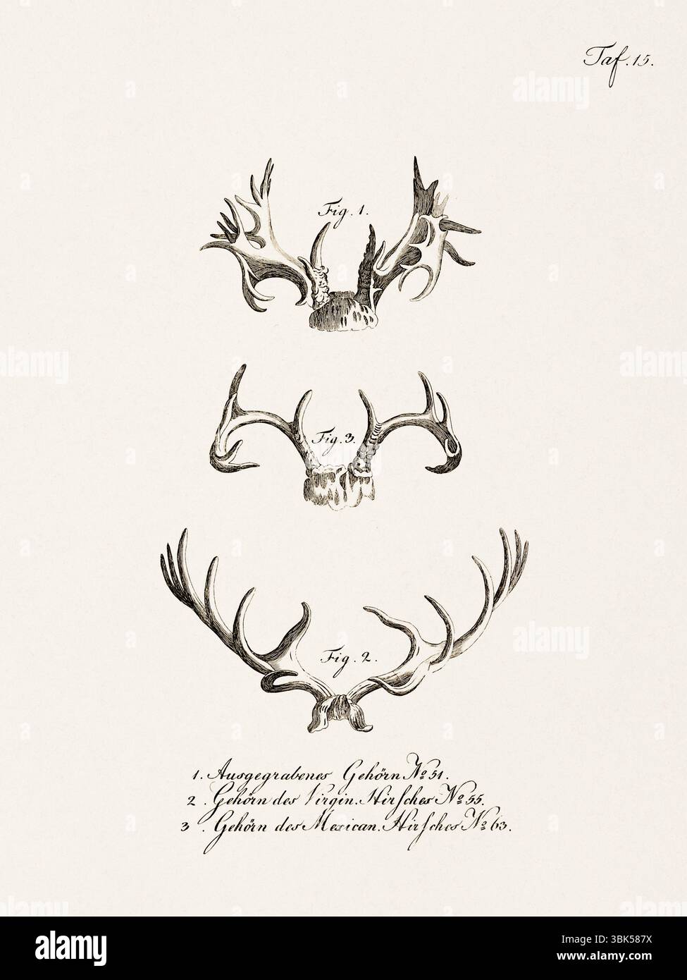 Antica illustrazione zoologica di cervi. Pubblicato in Germania, 1799. Dettagliata incisione di storia naturale del XVIII secolo. Foto Stock
