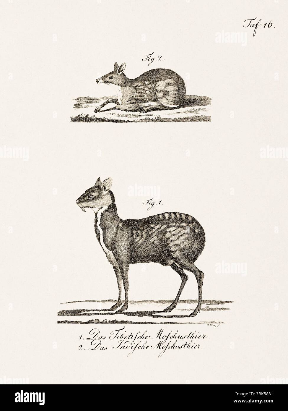 Antica illustrazione zoologica di cervi muschiati. Pubblicato in Germania, 1799. Dettagliata incisione di storia naturale del XVIII secolo. Foto Stock
