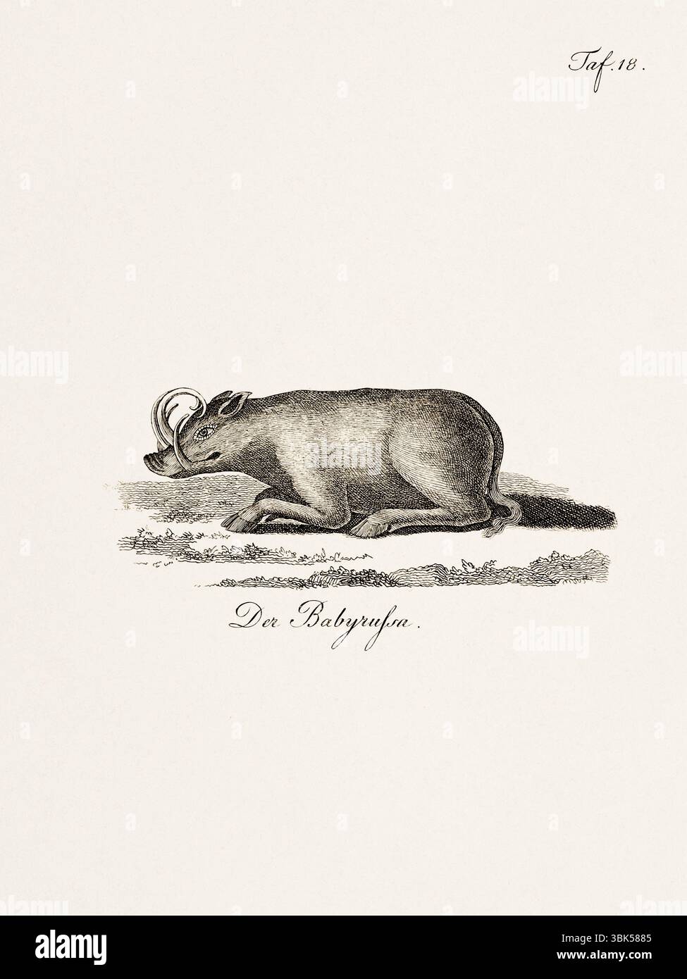 Antica illustrazione zoologica di una babirusa. Pubblicato in Germania, 1799. Dettagliata incisione di storia naturale del XVIII secolo. Foto Stock
