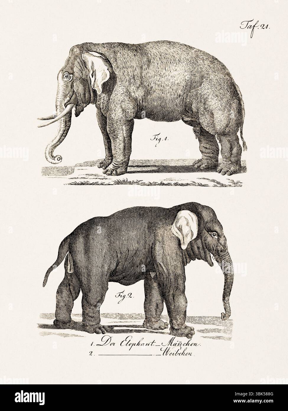 Antica illustrazione zoologica degli elefanti. Pubblicato in Germania, 1799. Dettagliata incisione di storia naturale del XVIII secolo. Foto Stock