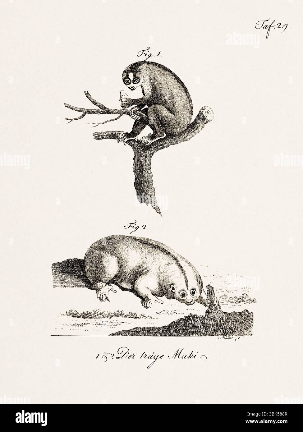 Antica illustrazione zoologica di lemuri. Pubblicato in Germania, 1799. Dettagliata incisione di storia naturale del XVIII secolo. Foto Stock