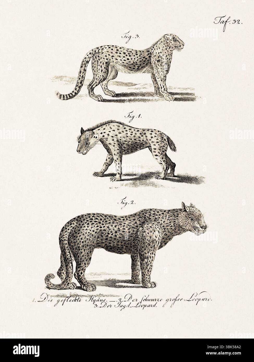 Antica illustrazione zoologica di leopardo e iena. Pubblicato in Germania, 1799. Dettagliata incisione di storia naturale del XVIII secolo. Foto Stock