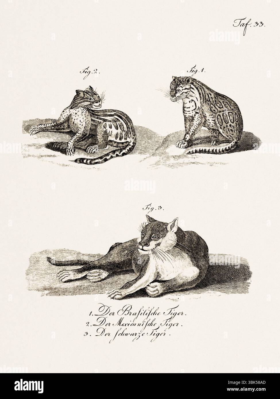 Antica illustrazione zoologica di felini. Pubblicato in Germania, 1799. Dettagliata incisione di storia naturale del XVIII secolo. Foto Stock