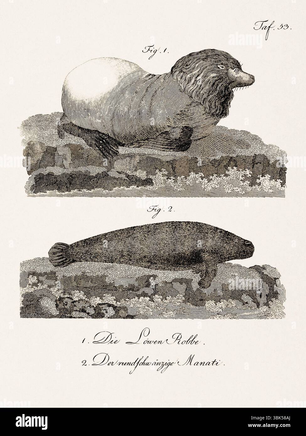 Antica illustrazione zoologica di un lamantino e di un leone marino. Pubblicato in Germania, 1799. Dettagliata incisione di storia naturale del XVIII secolo. Foto Stock