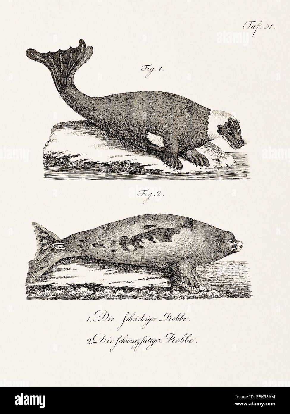 Antica illustrazione zoologica delle foche. Pubblicato in Germania, 1799. Dettagliata incisione di storia naturale del XVIII secolo. Foto Stock