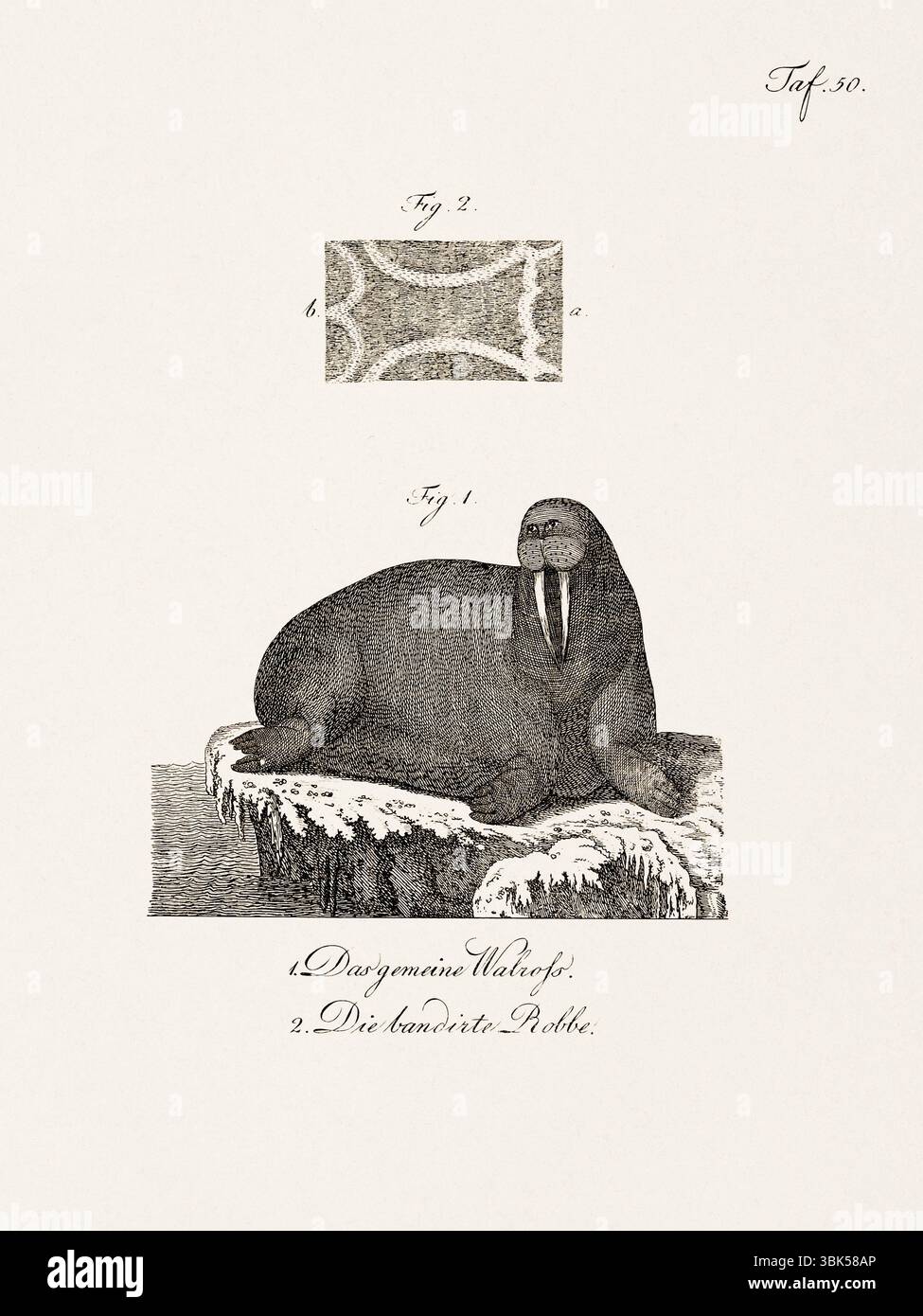 Antica illustrazione zoologica di un tricheco. Pubblicato in Germania, 1799. Dettagliata incisione di storia naturale del XVIII secolo. Foto Stock