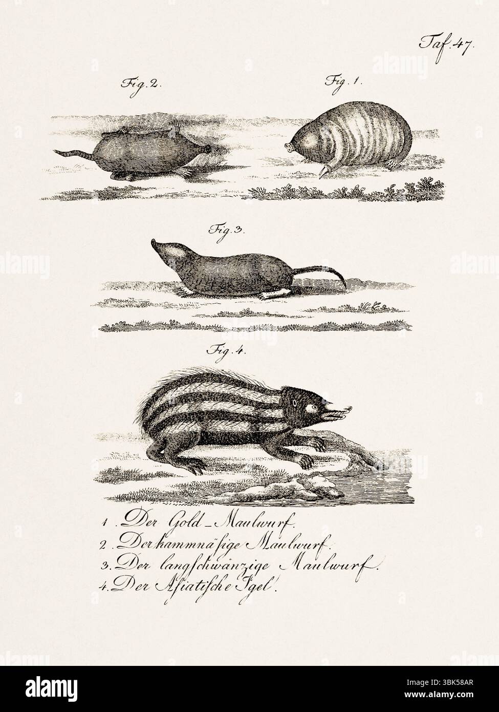 Antica illustrazione zoologica delle talpe. Pubblicato in Germania, 1799. Dettagliata incisione di storia naturale del XVIII secolo. Foto Stock