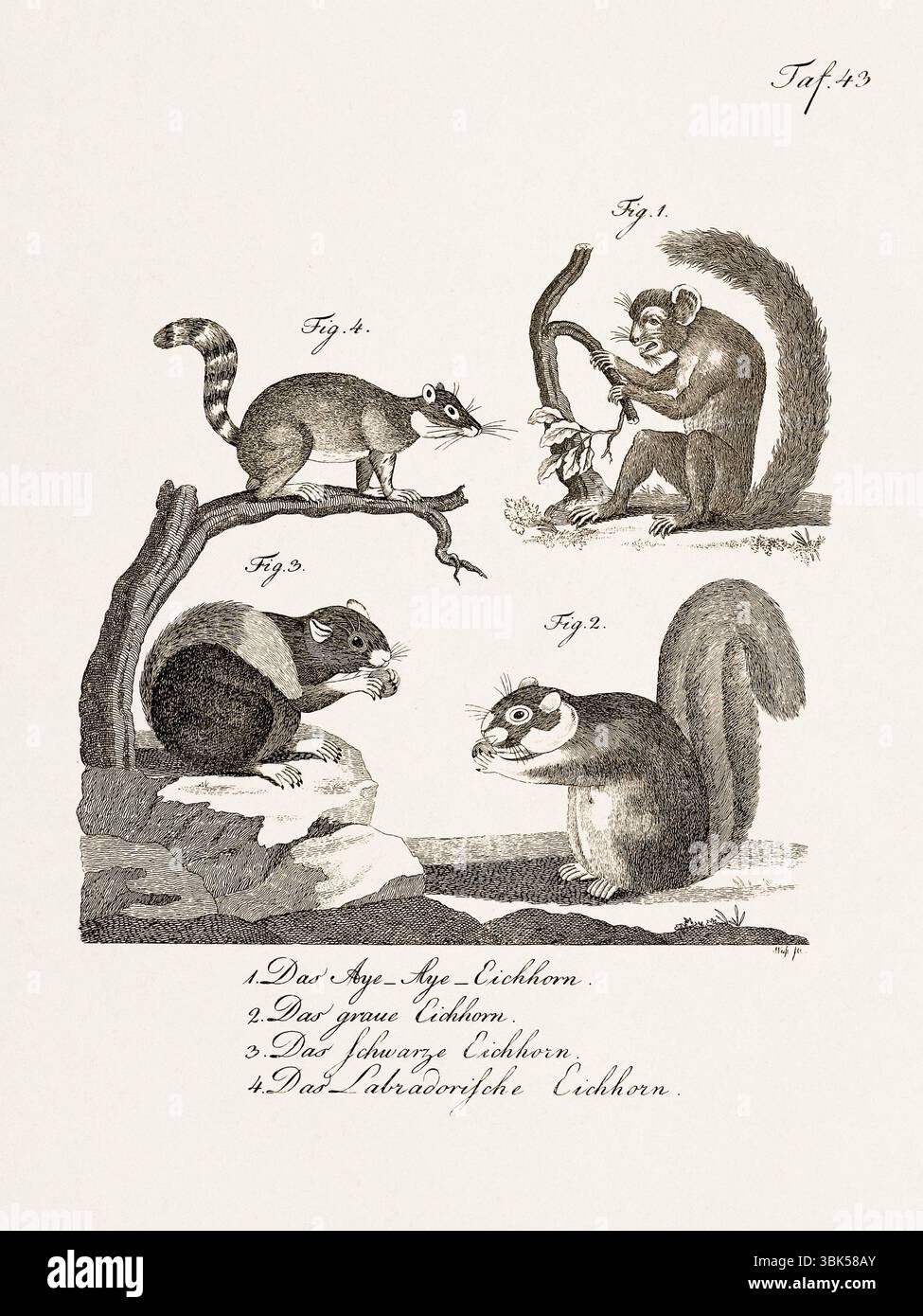 Antica illustrazione zoologica di un aye-aye e altri animali. Pubblicato in Germania, 1799. Dettagliata incisione di storia naturale del XVIII secolo. Foto Stock