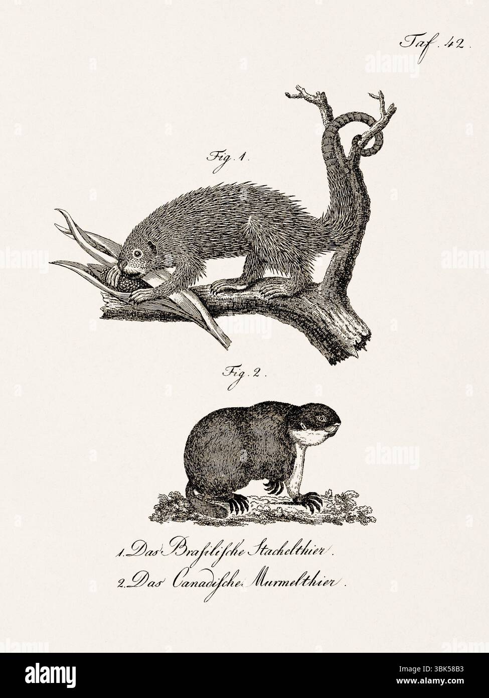 Antica illustrazione zoologica di un porcospino e una marmotta. Pubblicato in Germania, 1799. Dettagliata incisione di storia naturale del XVIII secolo. Foto Stock