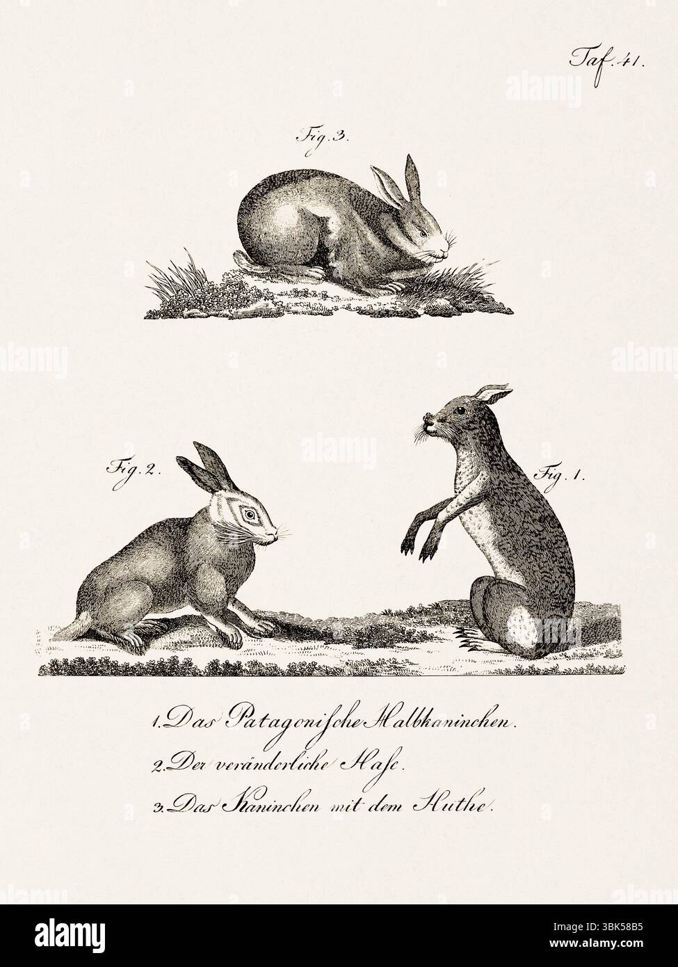 Antica illustrazione zoologica di lepri. Pubblicato in Germania, 1799. Dettagliata incisione di storia naturale del XVIII secolo. Foto Stock