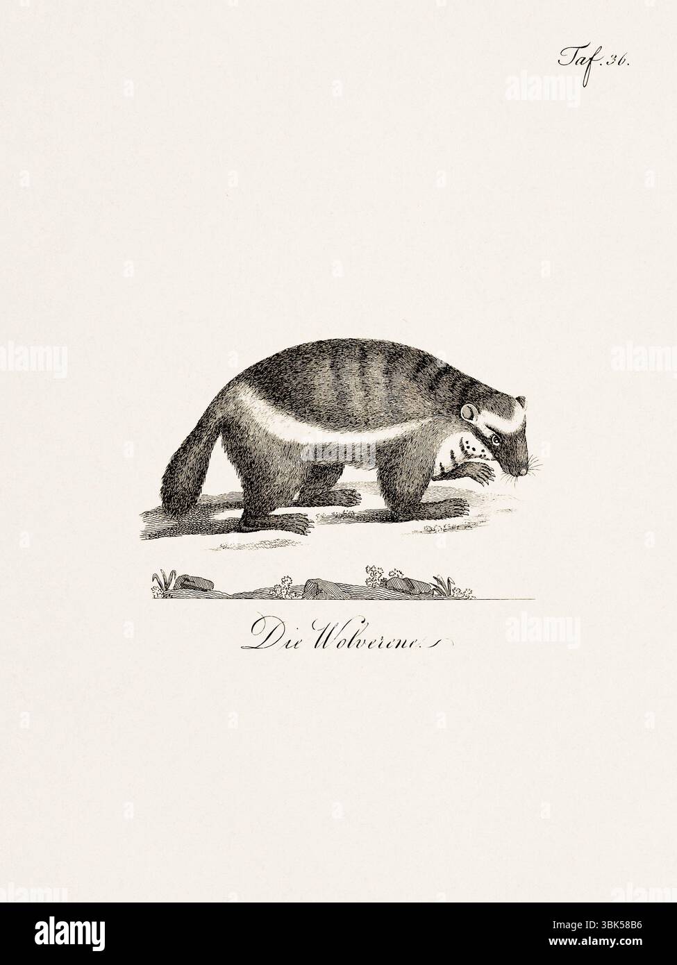 Antica illustrazione zoologica di un wolverine. Pubblicato in Germania, 1799. Dettagliata incisione di storia naturale del XVIII secolo. Foto Stock