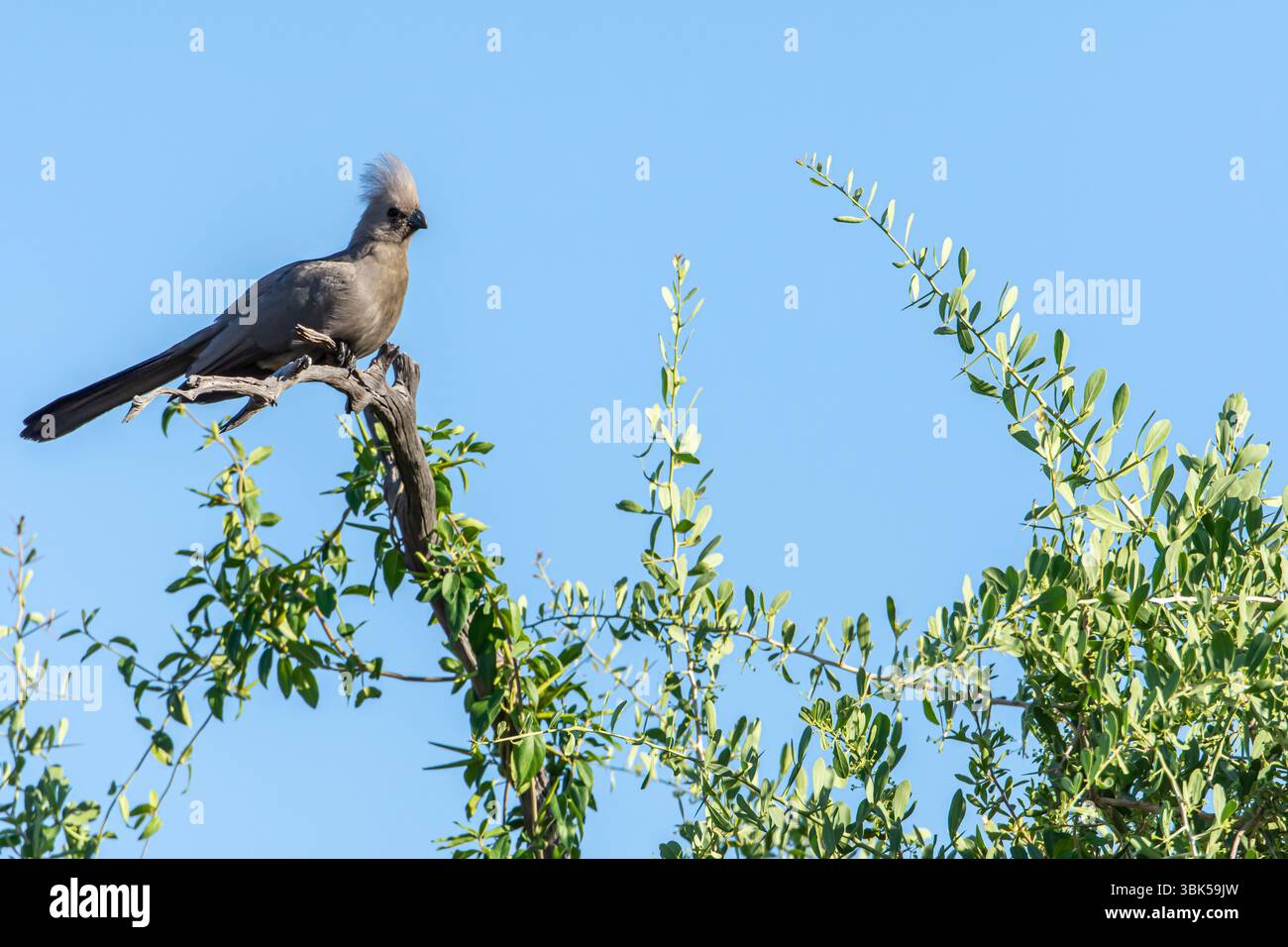 Mousebird (Coliidae) arroccato su un ramo in Tanzania, Africa Foto Stock