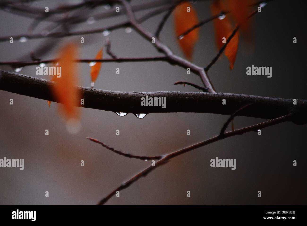 Gocce di pioggia appese da rami sottili in scena dettaglio natura Foto Stock
