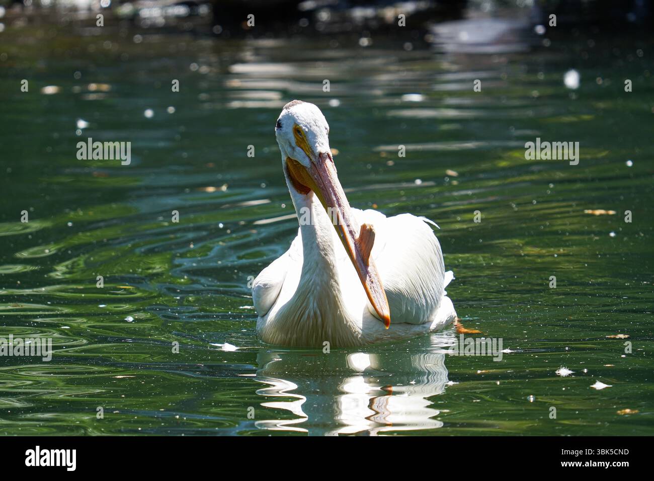 Vista frontale di un pellicano bianco che scivola con grazia attraverso un lago verde riflettente alla luce del giorno. Foto Stock