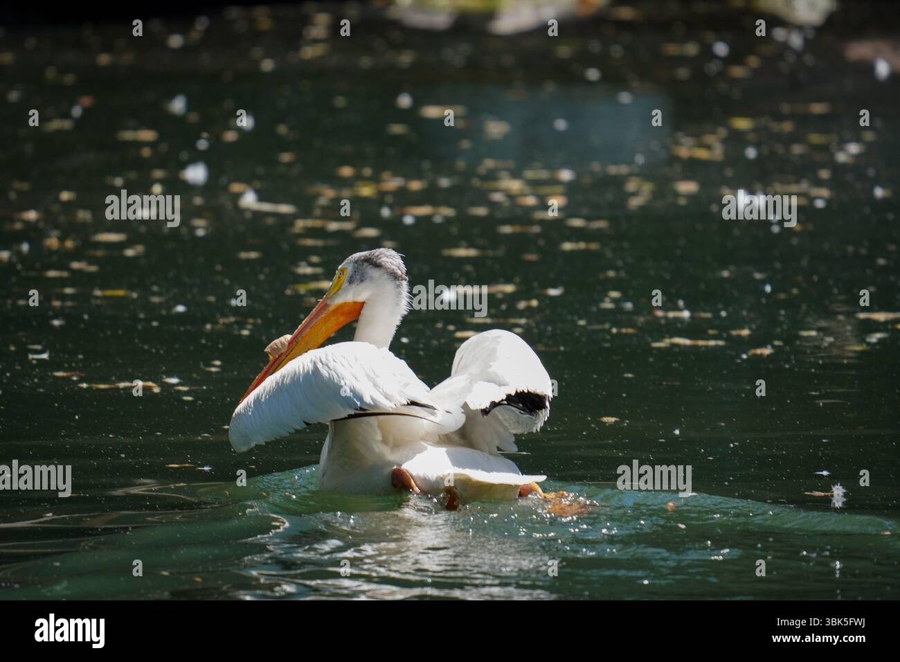 Pelicano che cura le sue piume mentre galleggia su una superficie d'acqua scintillante, catturata dalla luce del sole dorato. Foto Stock