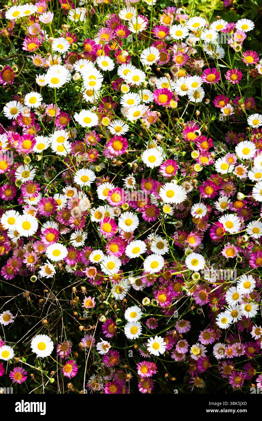 Margherita comune bianca e rosa, Bellis asteraceae, ammassi di fiori Foto Stock