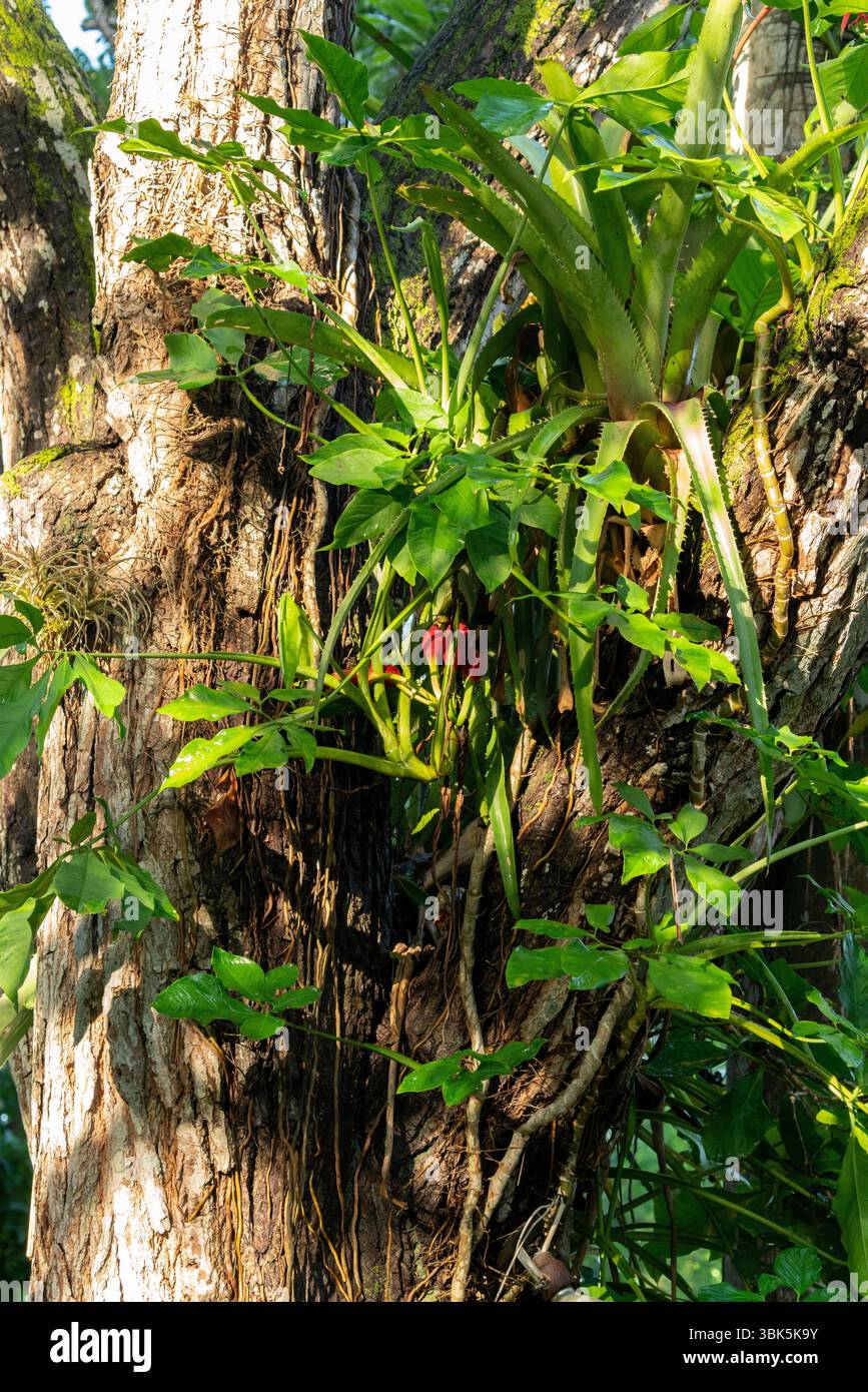 Vegetazione tropicale nella giungla con piante verdi e rami di alberi in Messico, penisola dello Yucatan, area forestale di Chichen Itza. Foto Stock Vegetazione tropicale nella giungla con piante verdi e rami di alberi in Messico, penisola dello Yucatan, area forestale di Chichen Itza. Foto Stock