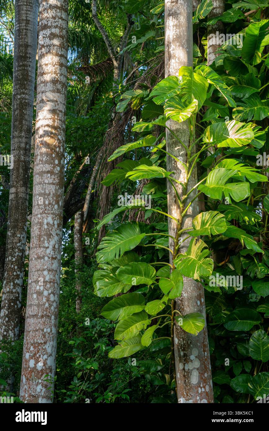 Fitta vegetazione tropicale con palme e vegetazione della giungla in Messico, penisola dello Yucatan, area archeologica di Chichen Itza. Foto Stock Fitta vegetazione tropicale con palme e vegetazione della giungla in Messico, penisola dello Yucatan, area archeologica di Chichen Itza. Foto Stock