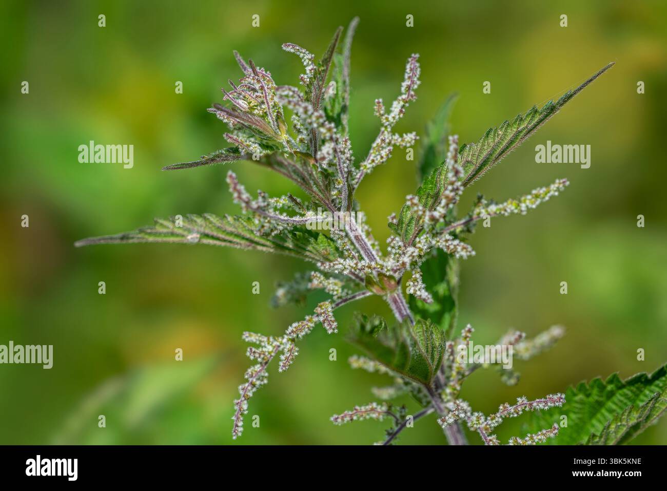 Ortica comune / ortica bruciata / ortica pungente / foglia di ortica / pungiglione (Urtica dioica), primo piano di fiori femminili in tarda primavera / inizio estate Foto Stock