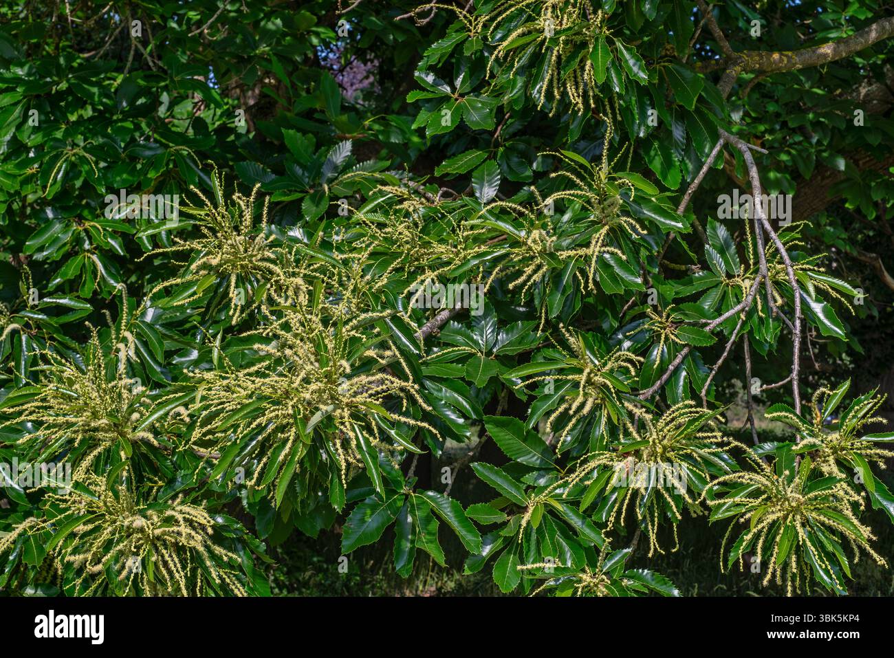 Castagno dolce / castagno spagnolo / castagno europeo (Castanea sativa) primo piano di lunghi gattini gialli di fiori maschi in tarda primavera / inizio estate Foto Stock