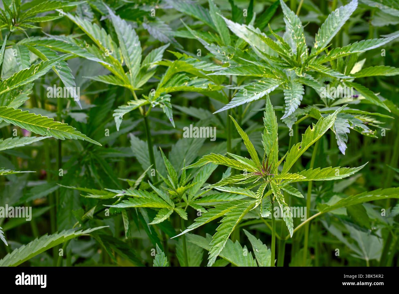 Campo industriale di canapa (Cannabis sativa) coltivato per carta, funi, tessili, abbigliamento, materie plastiche biodegradabili, vernice, isolamento, biocarburanti, alimenti e foraggi Foto Stock