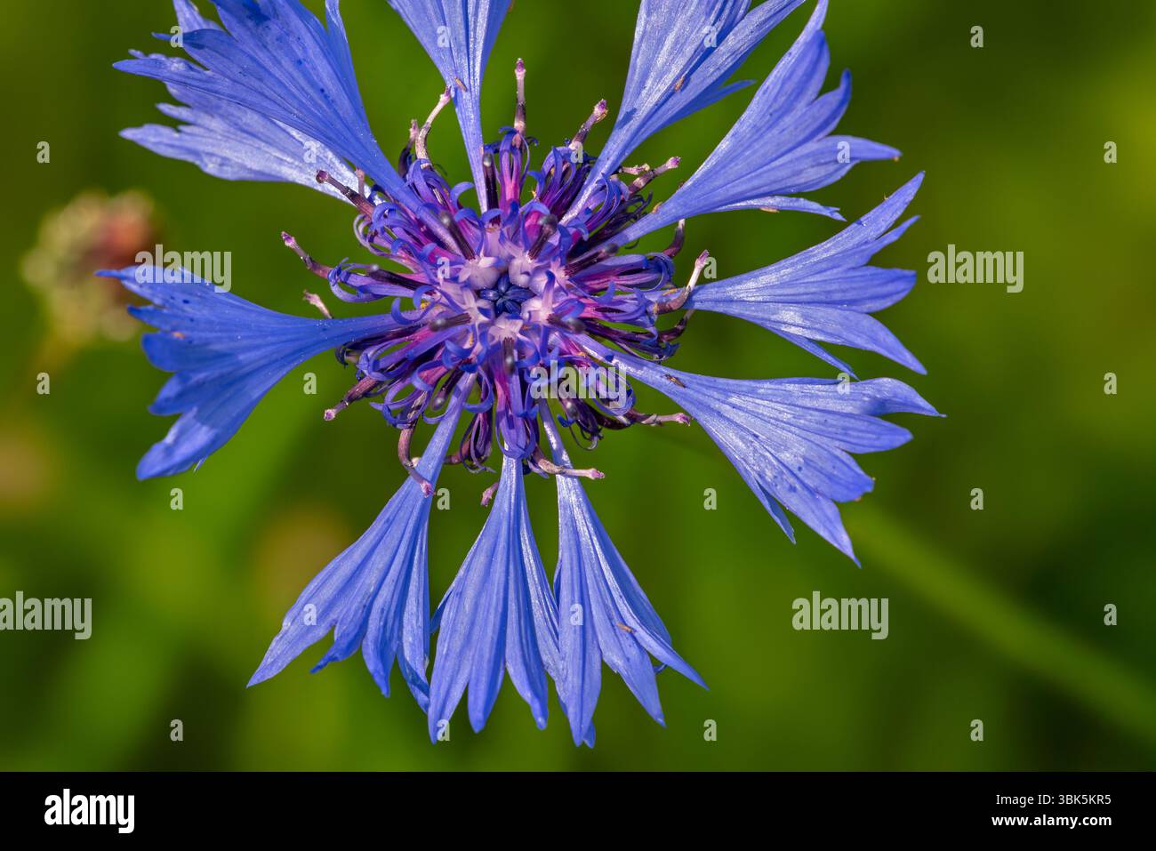 Fiordaliso / bottone di scapolo (Centaurea cyanus) in fiore in estate, originario dell'Europa Foto Stock